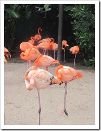 Florida vacation Sea world flamingos2