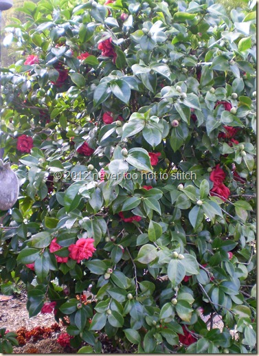 2012 winter camellia