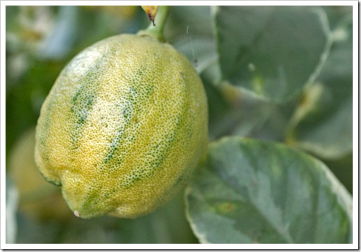 120919_variegated-Eureka-lemon_01