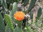 Teneriffas Natur