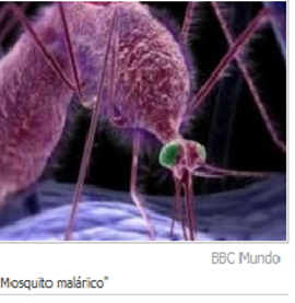 malaria