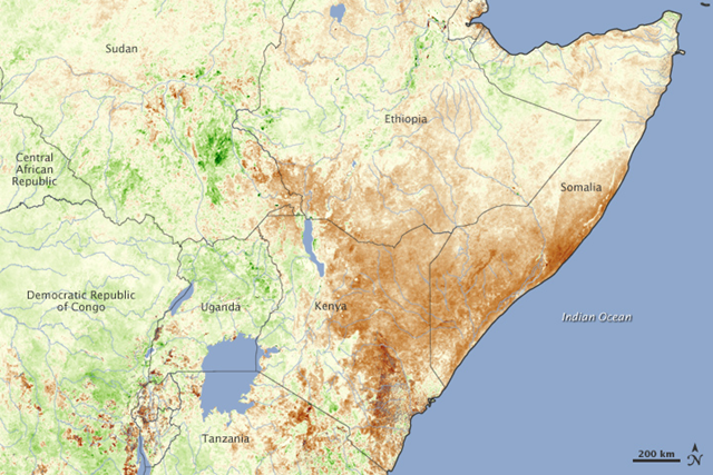 This image, from France&rsquo;s SPOT satellite, shows severe drought in Somalia, Kenya, and southern Ethiopia. The image is a vegetation anomaly, a measure of how well plants were growing compared to average. This image compares plant growth between January 1 and 10, 2011, compared to the average growth for January between 1999 and 2009. Widespread brown is an indication that plant growth slowed, with fewer photosynthesizing leaves than average. NASA Earth Observatory image created by Jesse Allen