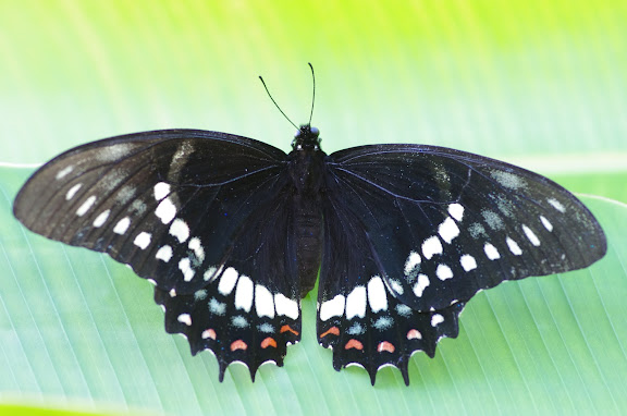 Papilio menatius cleotas GRAY, 1832. Sertao de Barra do Una (Sao Sebastiao, SP). 14 février 2012. Photo : J.-M. Gayman
