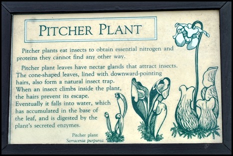 04w7 -  Hike - Pitcher Plant Sign