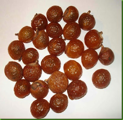 Sapindus mukorossi Sapindus mukorossi