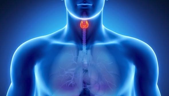 Th thyroid gland