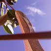 LUCY CORRANDER - PICTURES JUST PICTURES - YOUNG CLEMATIS LEAF WITH STEM ACROSS.jpg