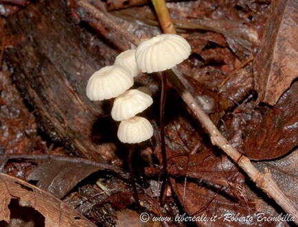 38_Marasmius bulliardi (1)