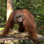 Dojo kriegt einen Milchdrink (dominantes Männchen der 2. Forschungsstation)