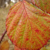 dsc06303.jpg