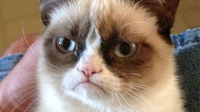 [tardar-sauce-the-cat%255B2%255D.jpg]