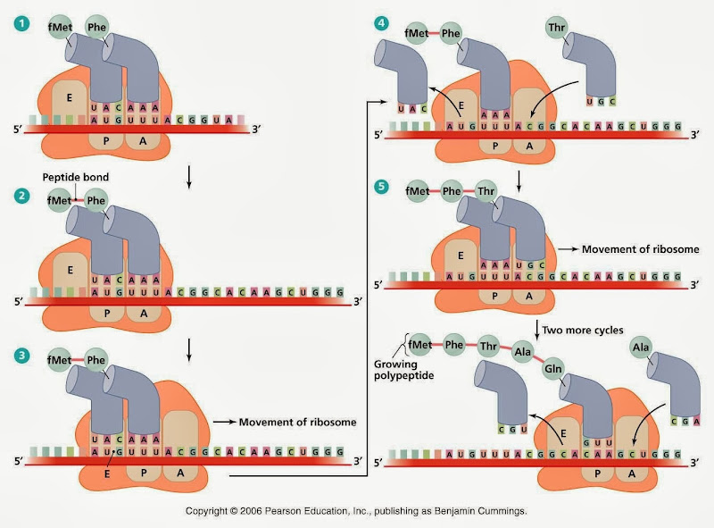 Protein synthesis