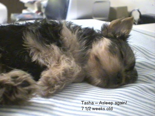 Tasha asleep as a puppy