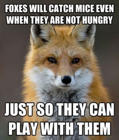 [fox-facts-meme-36%255B2%255D.jpg]