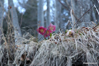 IMG_8002.JPG Photo
