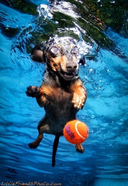 [underwater-dog-weiner%255B4%255D.jpg]