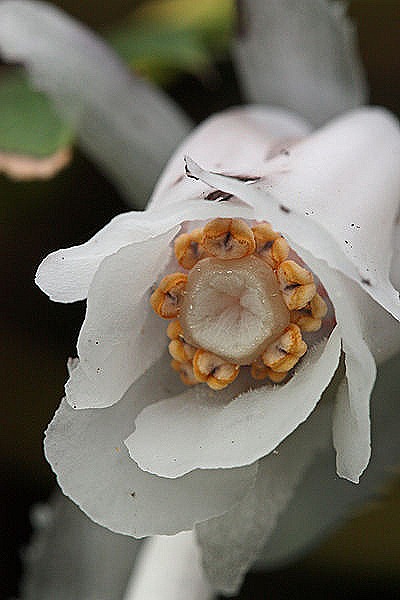 [Indian_Pipe2%255B6%255D.jpg]