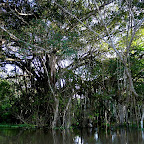 A Ceiba tree with Mangroves