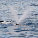 V-shaped spout of a north atlantic right whale