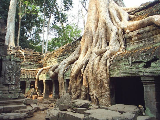 [800pxTaprohmroots015.jpg]