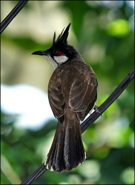 Red whiskered bulbul 2 EDIT