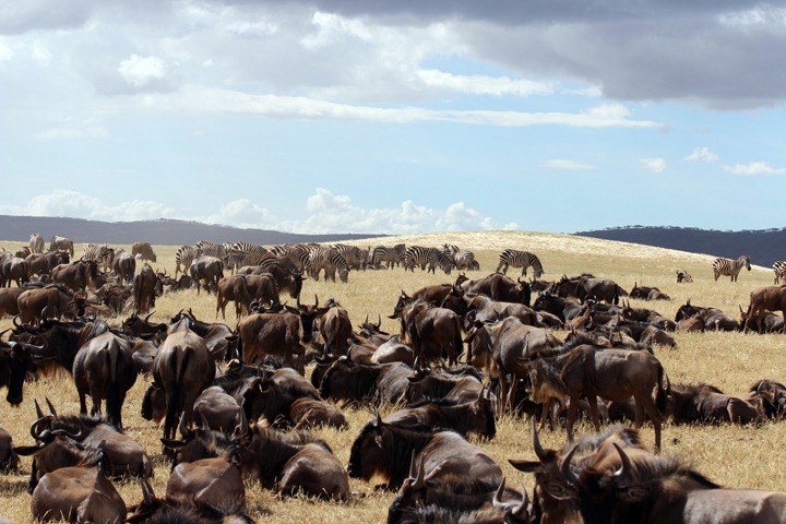 [October-21-2012-huge-herds3.jpg]