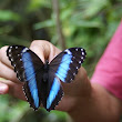 Butterfly from the Peruvian amazon