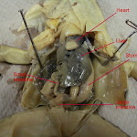 dissect10_labeled.jpg