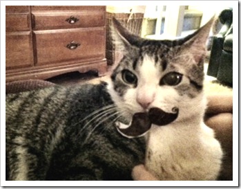 cat stache 1