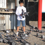 pigeons at a nagoya shrine in Nagoya, Japan 