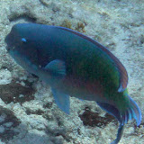 Rainbow Fish - Noumea, New Caledonia