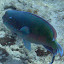 Rainbow Fish - Noumea, New Caledonia
