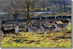 Bradgate Park Winter Scenes