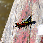A colorful cricket!
