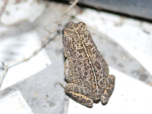 P1020452