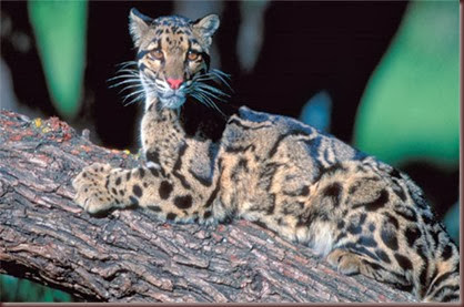 Amazing Animal Pictures Clouded Leopard (1)