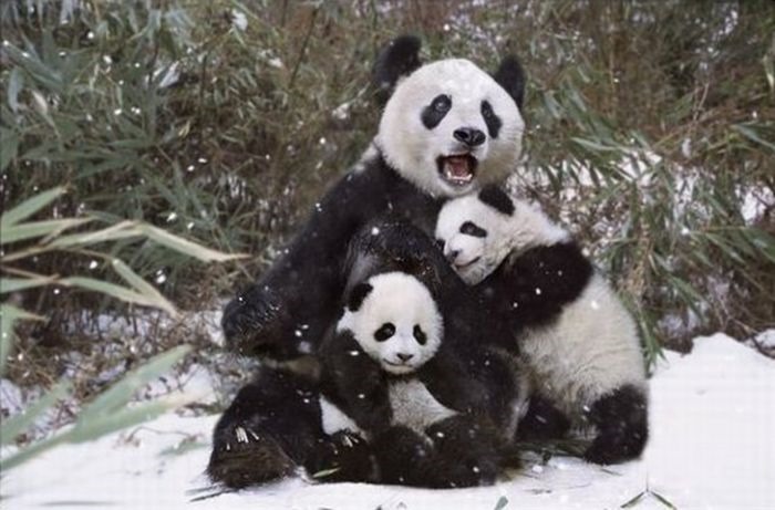 [cute_panda_family_enjoys_the_first_snow_08%255B3%255D.jpg]