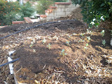 Street side beds of Broccoli