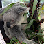 Koalas Love Eucalyptus - Brisbane, Australia