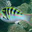 A Colorful Fish at the Great Barrier Reef - Oak Beach, Australia