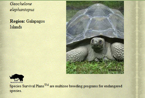 [Galapagos%2520%2520tortoises%255B3%255D.png]