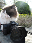 Vivaldi, what were you thinking?  You are definitely one foolish cat.