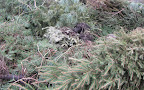 kerstboomverbranding 2011: Foto