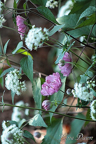 [Margaret_Snakeroot_1%255B10%255D.jpg]