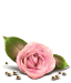 [64x75-rose-bottom-TR%255B5%255D.gif]