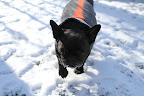 OK - I think I'm ready to go back into my warm and cozy crate.  If I need to be confined, winter really isn't such a bad time for that to happen!