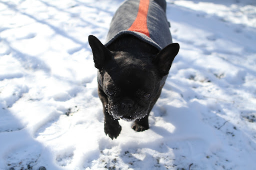 OK - I think I'm ready to go back into my warm and cozy crate.  If I need to be confined, winter really isn't such a bad time for that to happen!