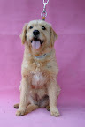 BARBAS. Hembra 9 años. Muy amorosa, tierna, juguetona, ama a la gente y a los perros