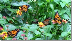 Butterflies on lantana