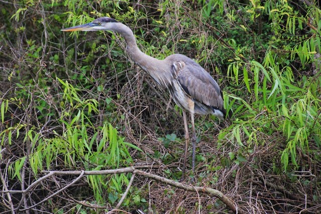 Brid Everglades